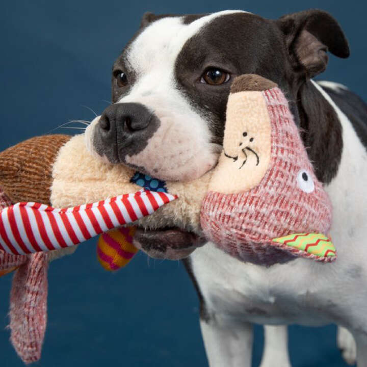Nobby Plüschtier FUCHS für Hunde
